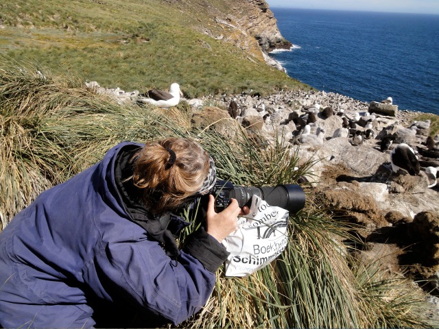2013 erika albatroskolonie west-point eiland falksands