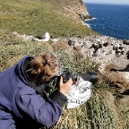 2013 erika veld albatroskolonie west-point eiland falksands
