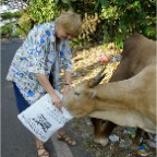 2012 Goa India  Tonny, foto rob mieremet