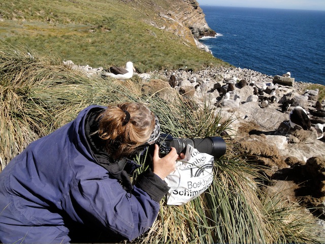 2013 erika albatroskolonie west-point eiland falksands